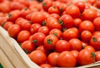 Ölkəmizdən 96 müəssisəyə Rusiyaya pomidor ixracına icazə verilib