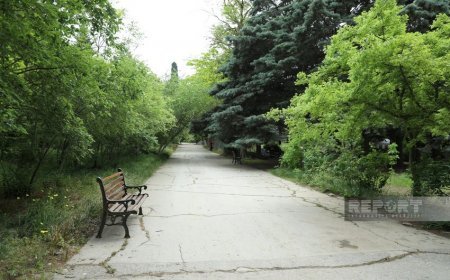 Mərkəzi Nəbatat Bağının ağaclarda xəstəlik aşkarlanıb Mərkəzi Nəbatat Bağının ağaclarda xəstəlik aşkarlanıb