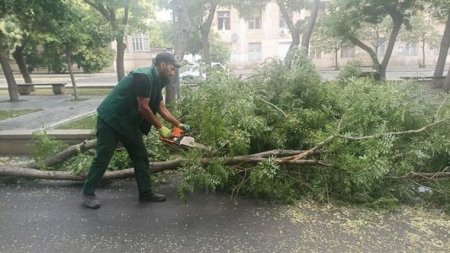 Bakıda əsən güclü külət ağacları aşırıb