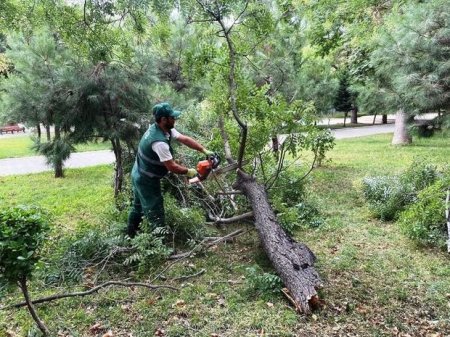 Bakıda əsən güclü külət ağacları aşırıb