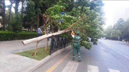 Bakıda əsən güclü külət ağacları aşırıb