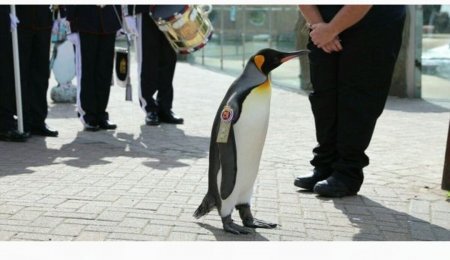 Norveçdə Pinqvin general-mayor rütbəsi ilə təltif olunub Norveçdə Pinqvin general-mayor rütbəsi ilə təltif olunub