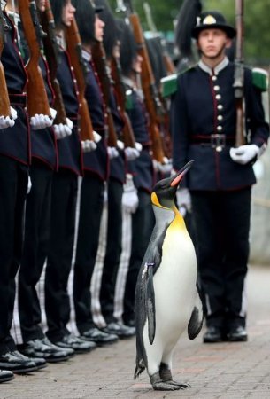 Norveçdə Pinqvin general-mayor rütbəsi ilə təltif olunub Norveçdə Pinqvin general-mayor rütbəsi ilə təltif olunub