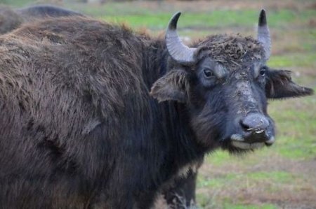 Goranboyda minik maşını camışa çırpılıb, altı nəfər müxtəlif dərəcəli xəsarətlər alıb