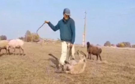 Samuxda heyvana işgəncə verən şəxs saxlanıldı Samuxda heyvana işgəncə verən şəxs saxlanıldı