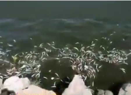 Xəzər dənizində balıqlar kütləvi şəkildə tələf olur.