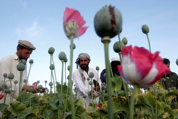 “Taliban” hökuməti fermerlərə xaşxaş əkməyi qadağan edib