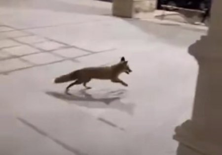 28 may ərazisində tülkü peyda olub