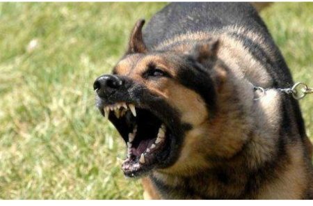 Gəncədə sahibsiz küçə itləri qadına hücum edib