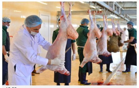 Ölkə üzrə 135 ünvanda qurbanlıq heyvanların satışı və kəsimi təşkil edilib