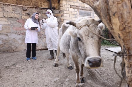 “Daşkəsən və Göygöl rayonlarında aqrar inkişafa dəstək” layihəsi uğurla davam etdirilir
