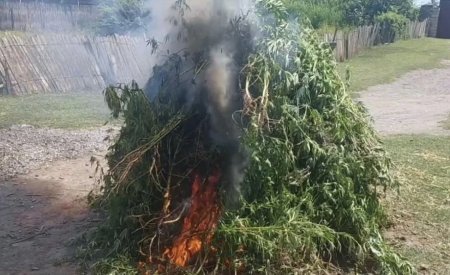 Füzulidə 3,8 ton yabanı çətənə məhv edilib – əməliyyat keçirilib